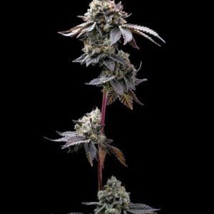 Image 1 of GMO Cookies cannabis by Barneys Farm Seeds – Outdoor – Uplifting – Indica-heavy – Seed City