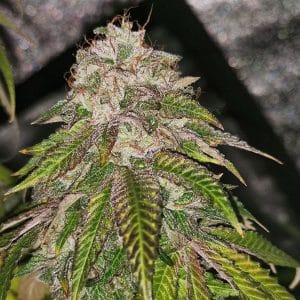 GMO Rainbowz