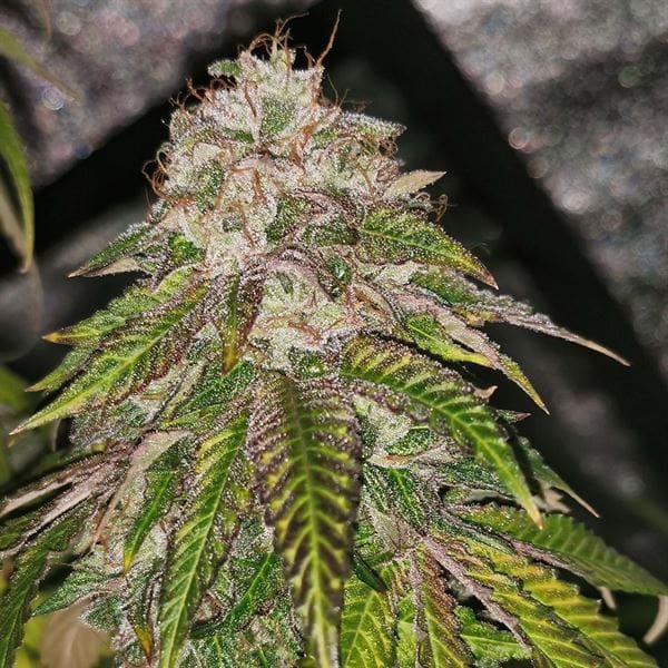 Fruity – Feminized – 12/12 Photoperiod – GMO Rainbowz strain – image 1 – from Pheno Finder Seeds via Seed City