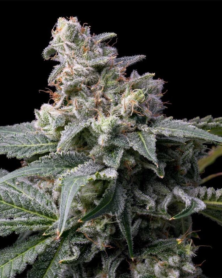GMO x Hollywood by Cookies Seed Bank – 12/12 Photoperiod – Sweet – Feminized – image 1 – Seed City