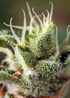 Image 2 of Gorilla Girl F1 Fast Version cannabis by Sweet Seeds – Citrus – Feminized – 12/12 Photoperiod – Seed City