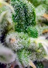 showing Guaranteed female plants – Mostly Sativa – Outdoor – image 1 – Seed City