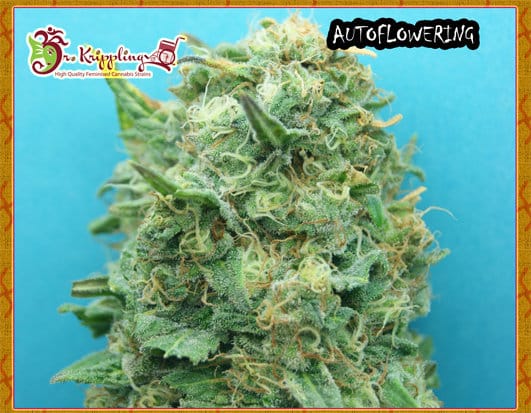 Grand Heft Auto cannabis seeds – Auto-Flowering – Feminized – Indoor-friendly – image 1 from Seed City