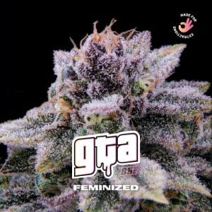 GTA from BSF Seeds