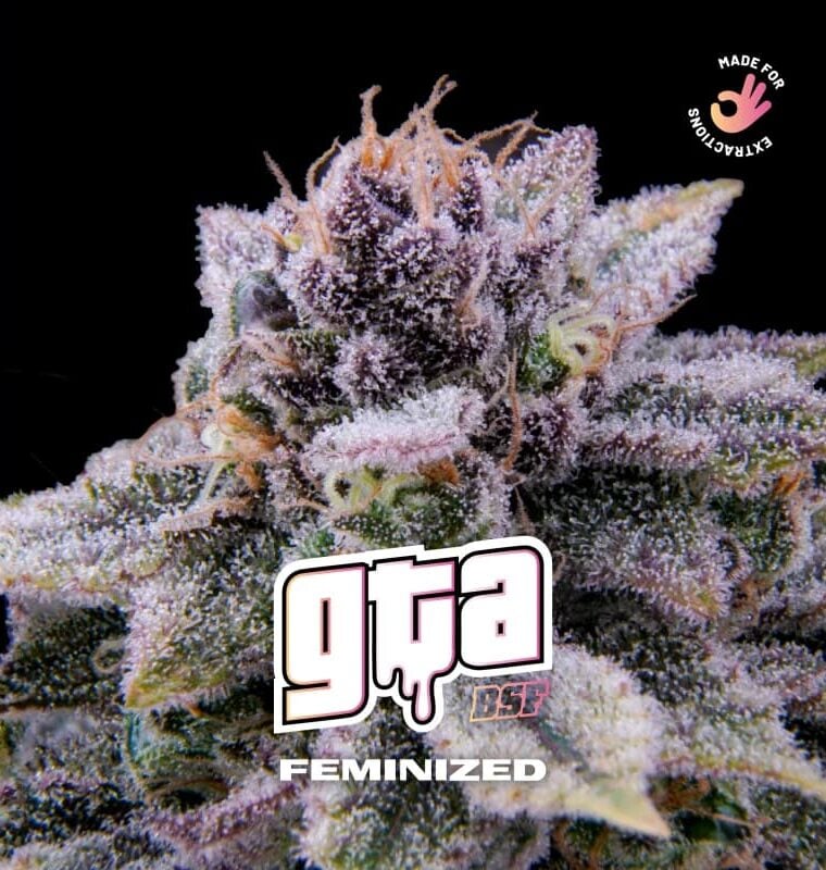 GTA from BSF Seeds