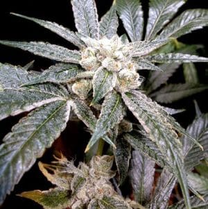 GYO Collection – El Fuego