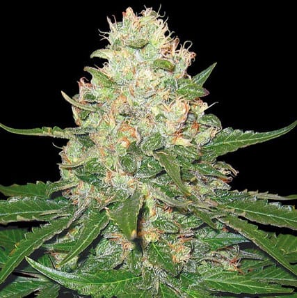 GYO Collection - Rocklock cannabis seeds – Guaranteed female plants – Indoor – Mostly Indica – image 1 from Seed City