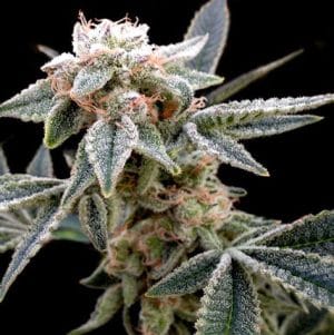 GYO Collection – White Alien
