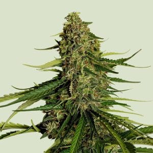 Image 1 of Gaia F1 Auto cannabis by Royal Queen Seeds – Auto-Flowering – Short (up to 80cm) – Female seeds – Seed City