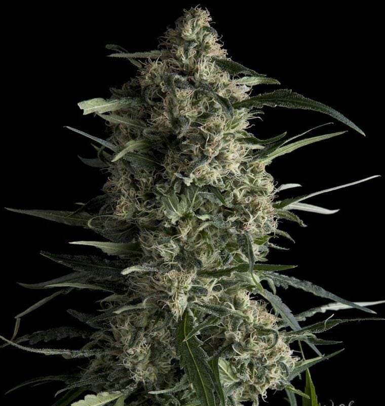 Galaxy CBD from Pyramid Seeds