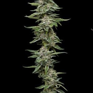 Image 1 of Garlic Budder cannabis by Humboldt Seed Company – Guaranteed female plants – Indica-heavy – Nutty – Seed City