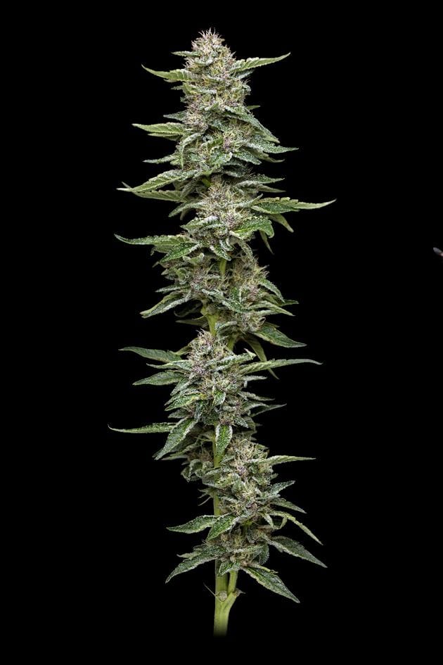 Image 1 of Garlic Budder cannabis by Humboldt Seed Company – Guaranteed female plants – Indica-heavy – Nutty – Seed City