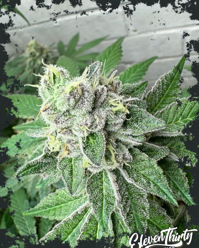 Image 1 of Garlic Budder cannabis by ElevenThirty Genetics – Indica-heavy – Outdoor cultivation – Gassy – Seed City