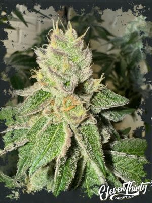 Garlic Budder Auto