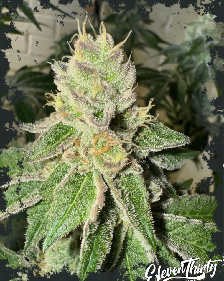 Garlic Budder Auto by ElevenThirty Genetics – Indica Dominant – Cake – Female seeds – image 1 – Seed City