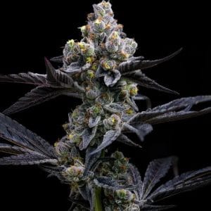 Garlic Cookies by Barneys Farm Seeds – Euphoric – 12/12 Photoperiod – Middle of October – image 1 – Seed City