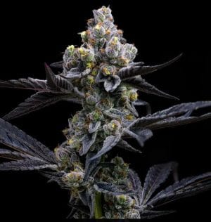 Garlic Cookies