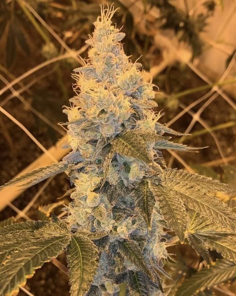 Image 1 of Garlic Grapes cannabis by Fidels Seed Co – Grape – Regular – 12/12 Photoperiod – Seed City
