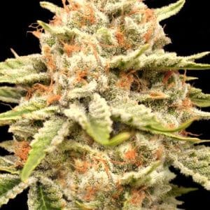 Image 1 of Garlicane cannabis by Advanced Seeds – Anxiety – Beginning of October – High Yielding – Seed City