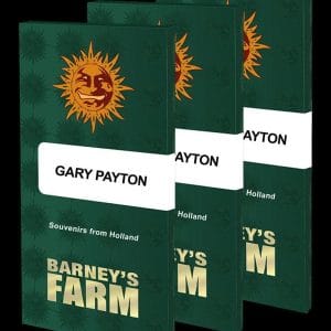Gary Payton by Barneys Farm Seeds – Indoor – Guaranteed female plants – Sativa-leaning – image 1 – Seed City