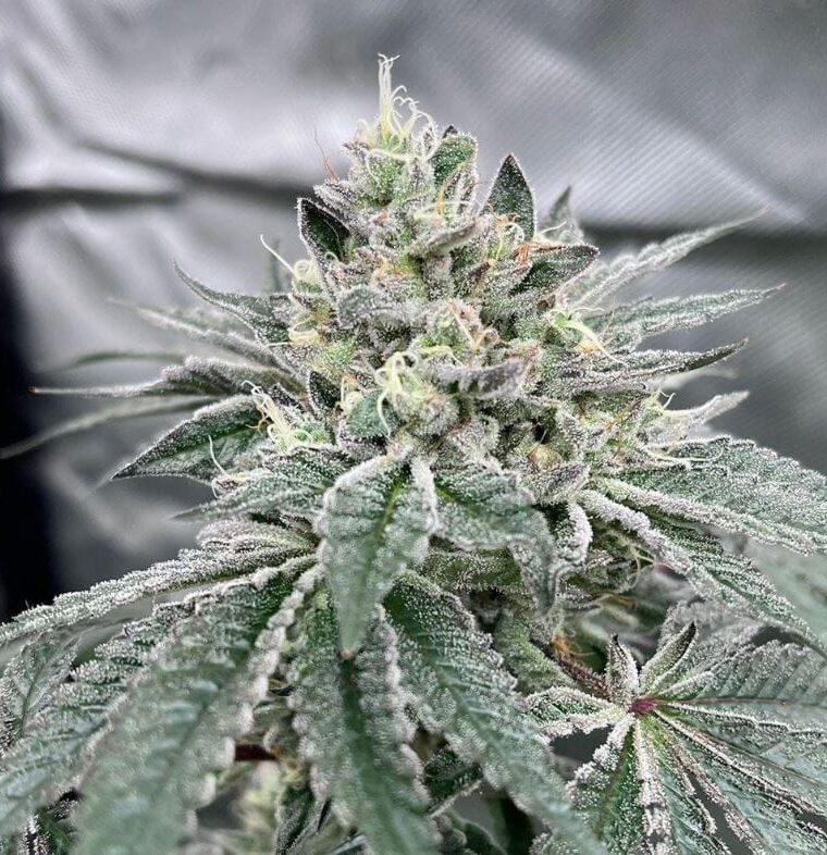 Image 1 of Gas Dropz cannabis by Conscious Genetics – Regular – Indoor-friendly – Relaxing – Seed City