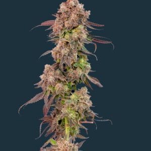 Auto-Flowering – Large yield – Gassy – Gas Face Auto strain – image 1 – from Mavericks Genetics via Seed City