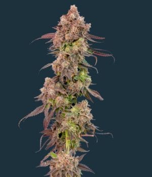 Gas Face Auto