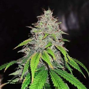 Gas Line by Conscious Genetics – High Yielding – 50% Indica/50% Sativa – General Pain – image 1 – Seed City