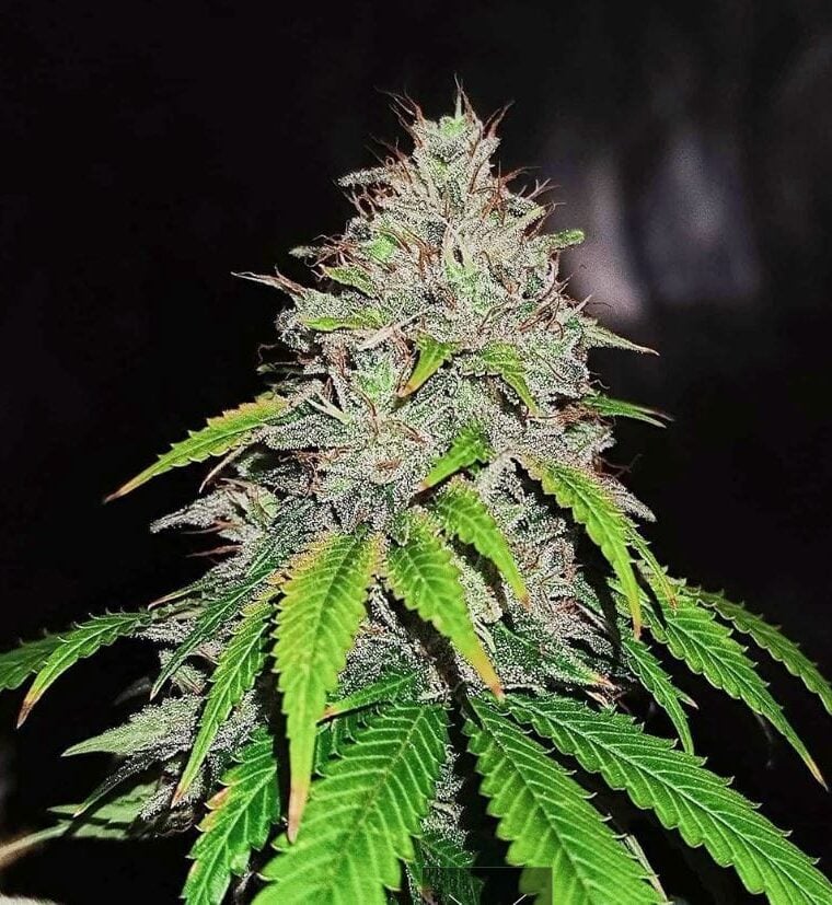 Gas Line by Conscious Genetics – High Yielding – 50% Indica/50% Sativa – General Pain – image 1 – Seed City