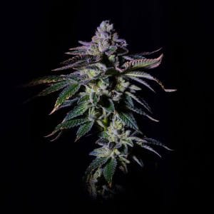 Gasmint