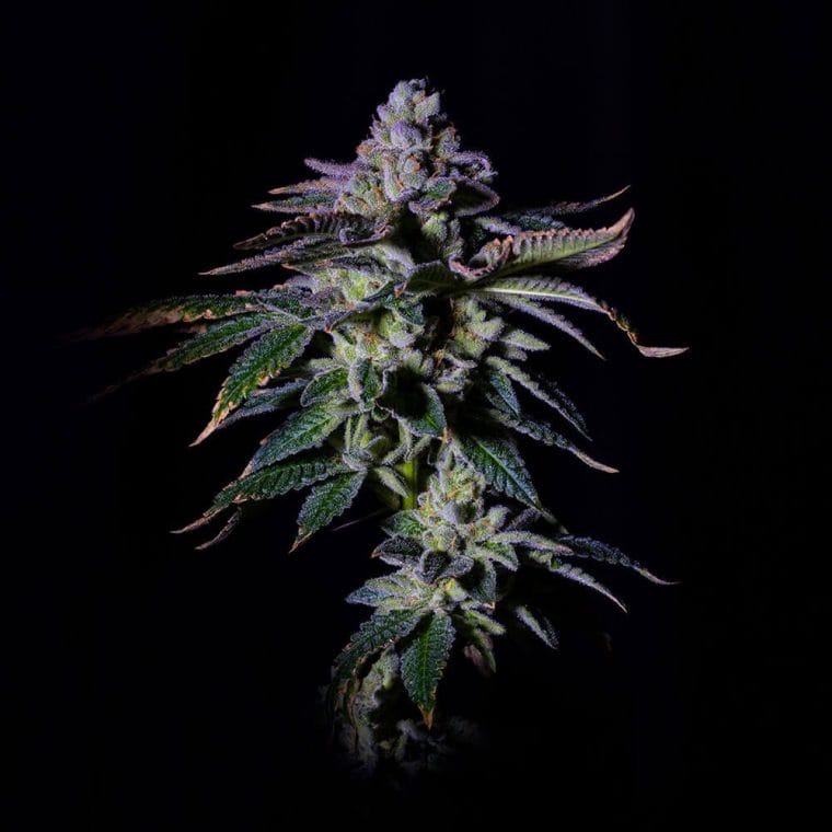 Gasmint by Grateful Seeds – Large yield – Guaranteed female plants – Gassy – image 1 – Seed City