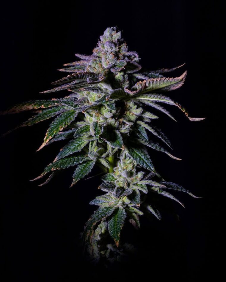 Gasmint by Grateful Seeds – Large yield – Guaranteed female plants – Gassy – image 1 – Seed City