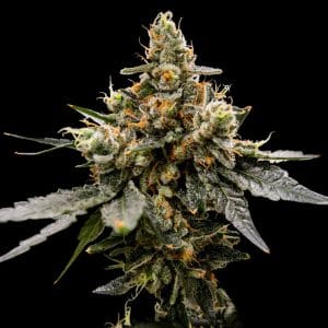 Indoor – 12/12 Photoperiod – Gassy – Gaz Money strain – image 1 – from DNA Genetics Seeds via Seed City