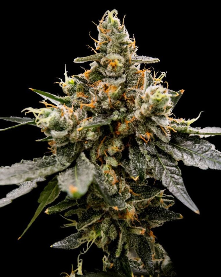 Indoor – 12/12 Photoperiod – Gassy – Gaz Money strain – image 1 – from DNA Genetics Seeds via Seed City