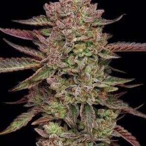 Image 1 of Gazzurple cannabis by Humboldt Seed Company – Psychedelic – Berry – Female seeds – Seed City