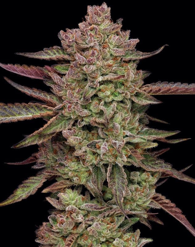 Image 1 of Gazzurple cannabis by Humboldt Seed Company – Psychedelic – Berry – Female seeds – Seed City