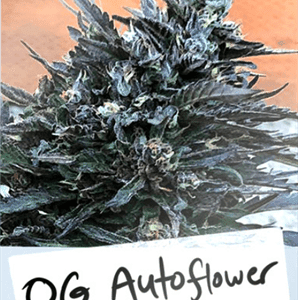 Geist OG Autoflower cannabis seeds – Female seeds – Suited for indoor growing – Auto-Flowering – image 1 from Seed City