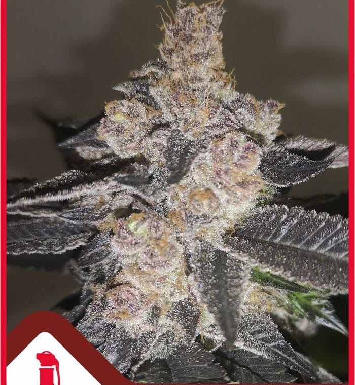 Image 1 of Gelato 242 cannabis by Medical Seeds – Middle of October – Relaxing – Outdoor cultivation – Seed City
