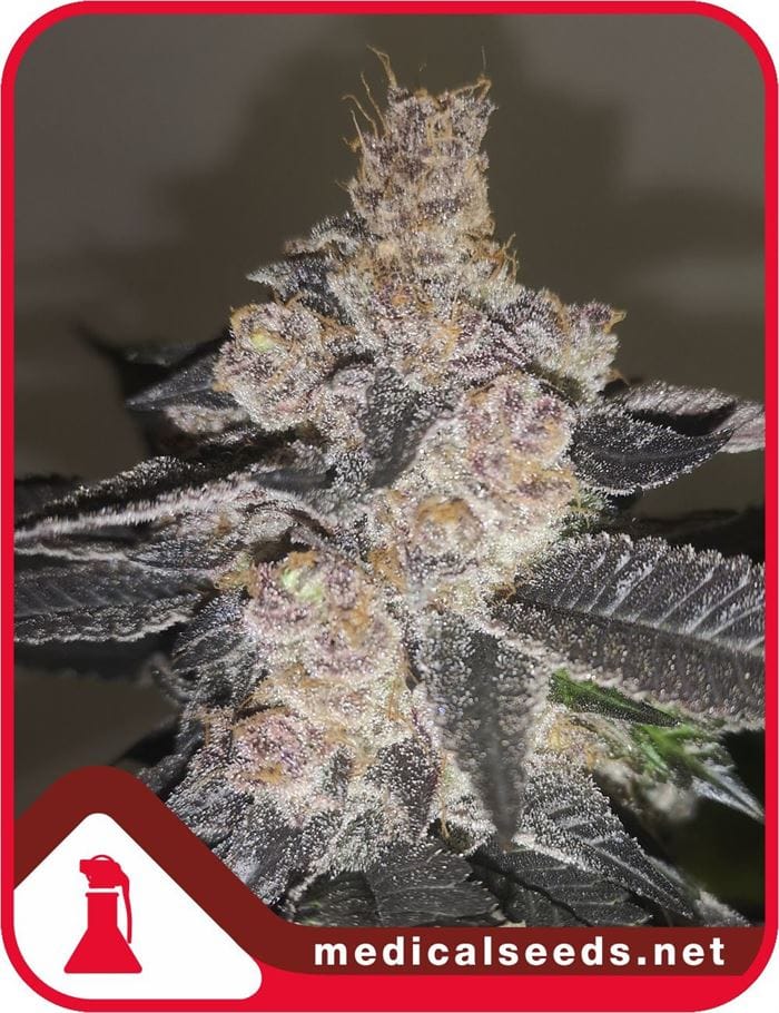 Image 1 of Gelato 242 cannabis by Medical Seeds – Middle of October – Relaxing – Outdoor cultivation – Seed City