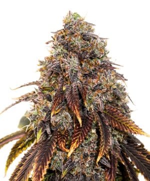 Gelato 41