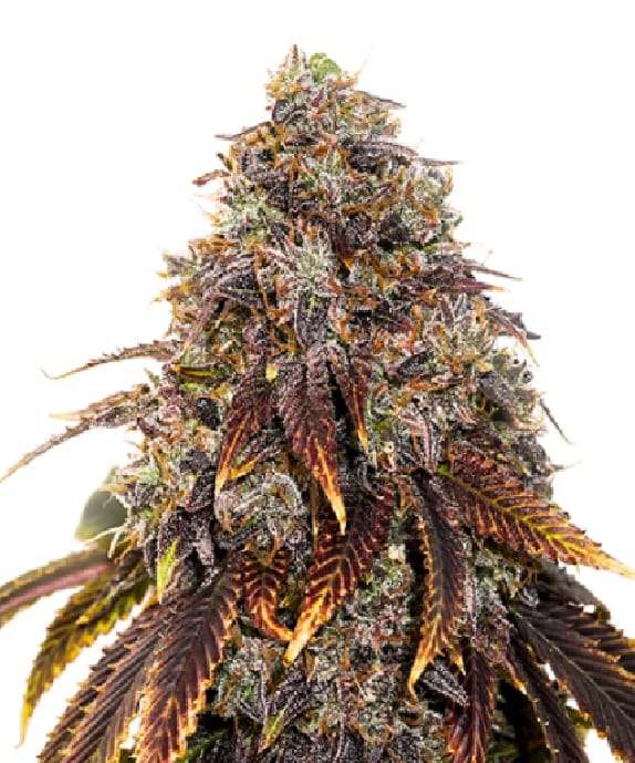 Gelato 41 cannabis seeds – Indoor – Guaranteed female plants – Sweet – image 1 from Seed City
