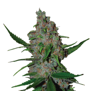 12/12 Photoperiod – Sweet – Super Strength – Gelato 41 Fast strain – image 1 – from Seed Stockers via Seed City