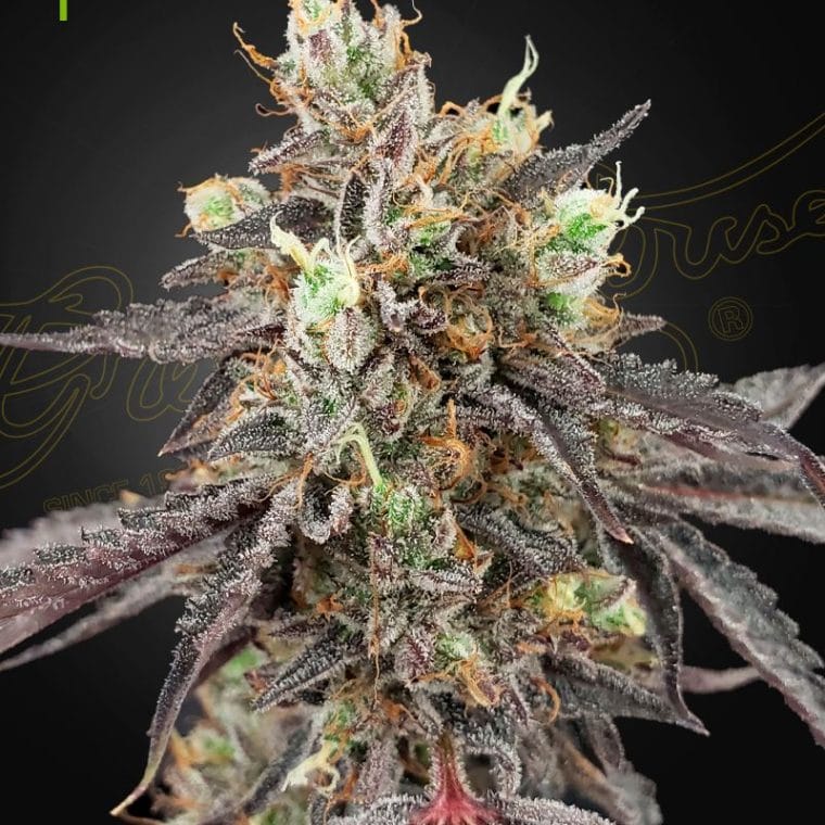 Gelato 41 x Gelato 41 Auto by Green House Seeds – Outdoor cultivation – Citrus – Feminized – image 1 – Seed City