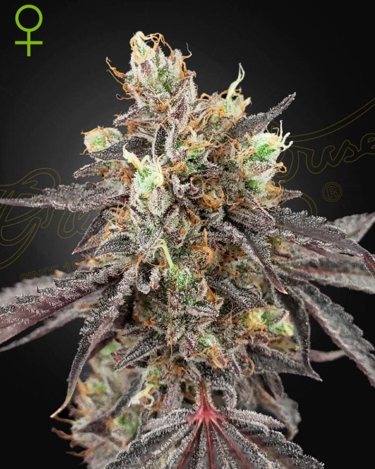 Gelato 41 x Gelato 41 Auto by Green House Seeds – Outdoor cultivation – Citrus – Feminized – image 1 – Seed City