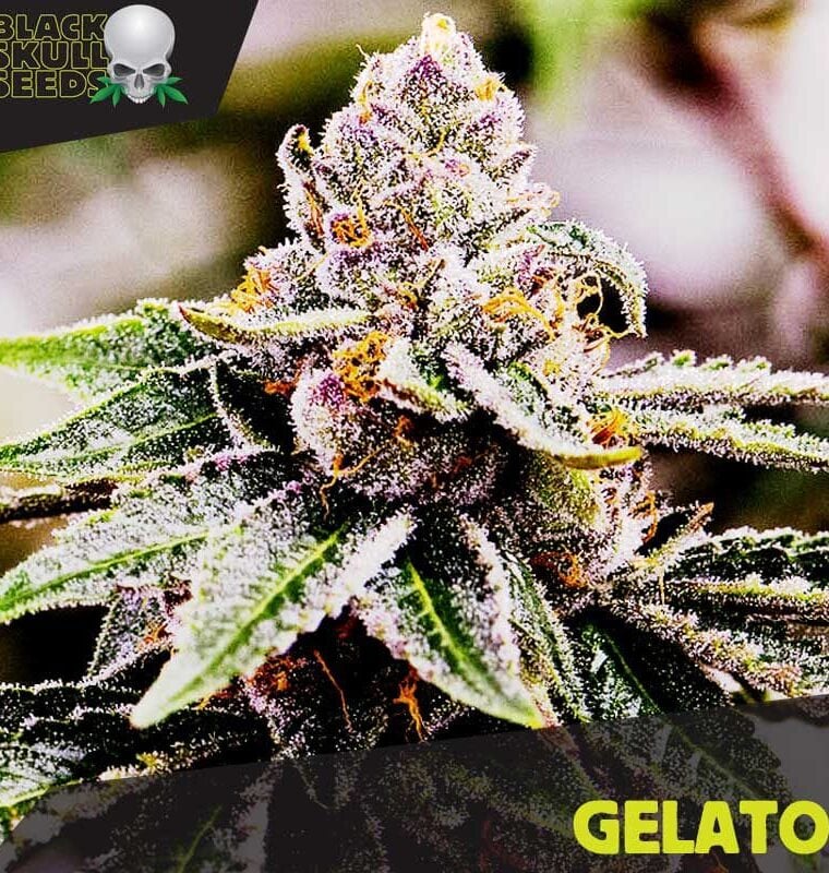Citrusiniai vaisiai – 12/12 fotoperiodas – Garantuojami moteriški augalai – Gelato įtampa – 1 paveikslėlis – iš Blackskull Seeds per Seed City