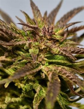 Gelato