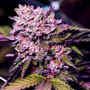 Image 1 of Gelato cannabis by Nirvana Seeds – Tall (140cm plus) – 12/12 Photoperiod – Depression – Seed City