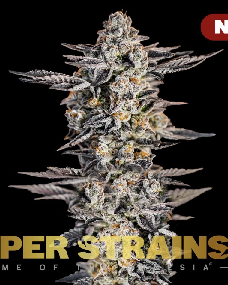 Gelato cannabis seeds – Guaranteed female plants – Tall (140cm plus) – The End of September – image 1 from Seed City