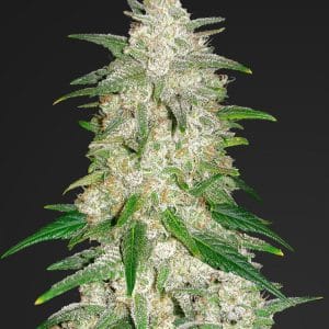 Outdoor cultivation – Citrus – Super Strength – Gelato Auto strain – image 1 – from FastBuds via Seed City