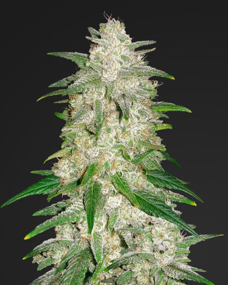 Outdoor cultivation – Citrus – Super Strength – Gelato Auto strain – image 1 – from FastBuds via Seed City